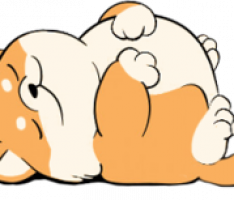 chubbyinu.com