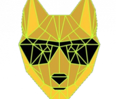 dingotoken.com