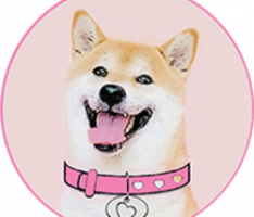 dogegf.com