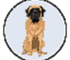 mastiffinu.org