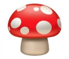 mushrooms.finance