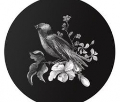 philetairus-socius.com