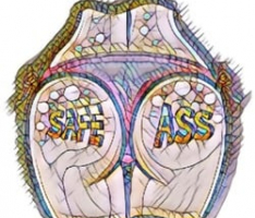 safeass.net