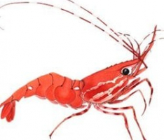 shrimp.finance