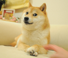 ownthedoge.com
